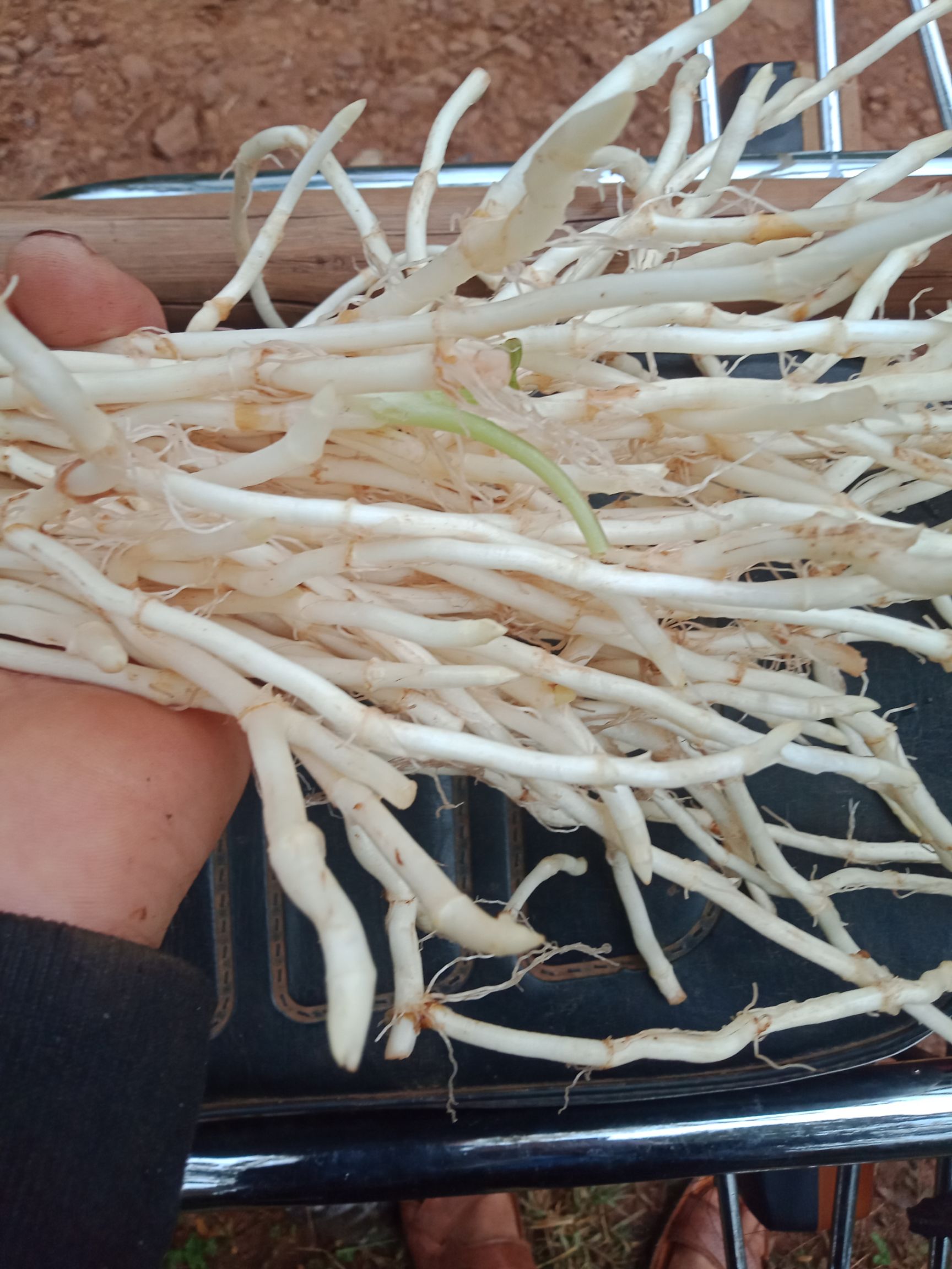 白经鱼腥草，