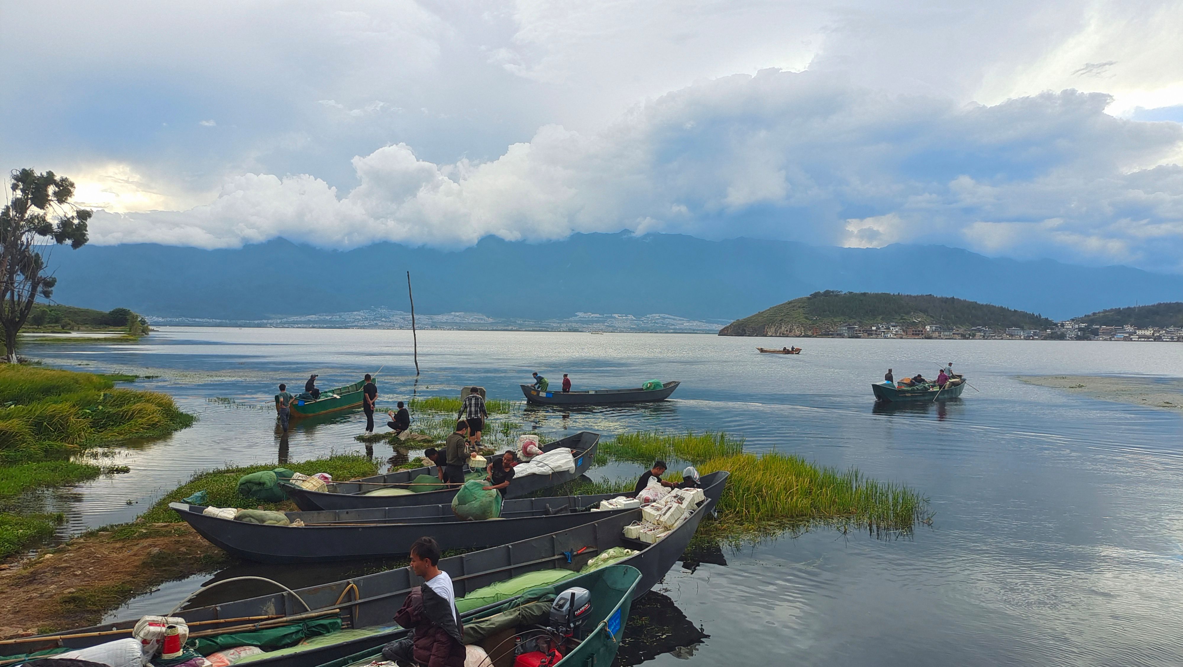 白鲢鱼 YS白鲢（鲜活）