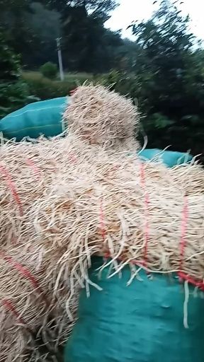 白经鱼腥草，