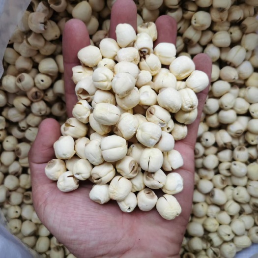 广州湘莲 农家手工通芯莲