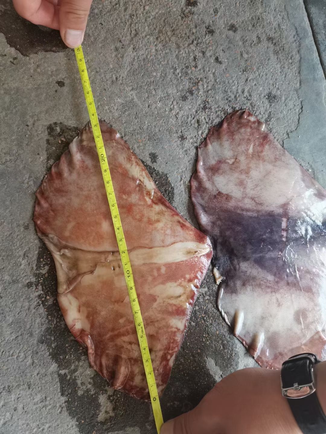 鱿鱼尾，赤道，秘鲁，大小都有，价格便宜