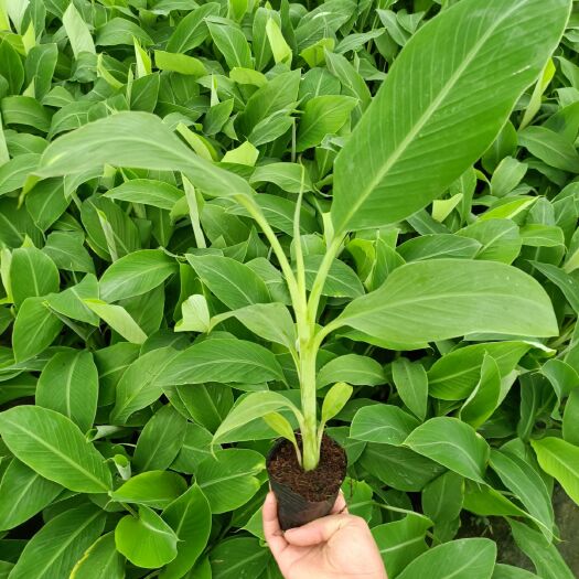 南宁金粉一号香蕉苗 粉蕉苗，西贡蕉苗，产地直供