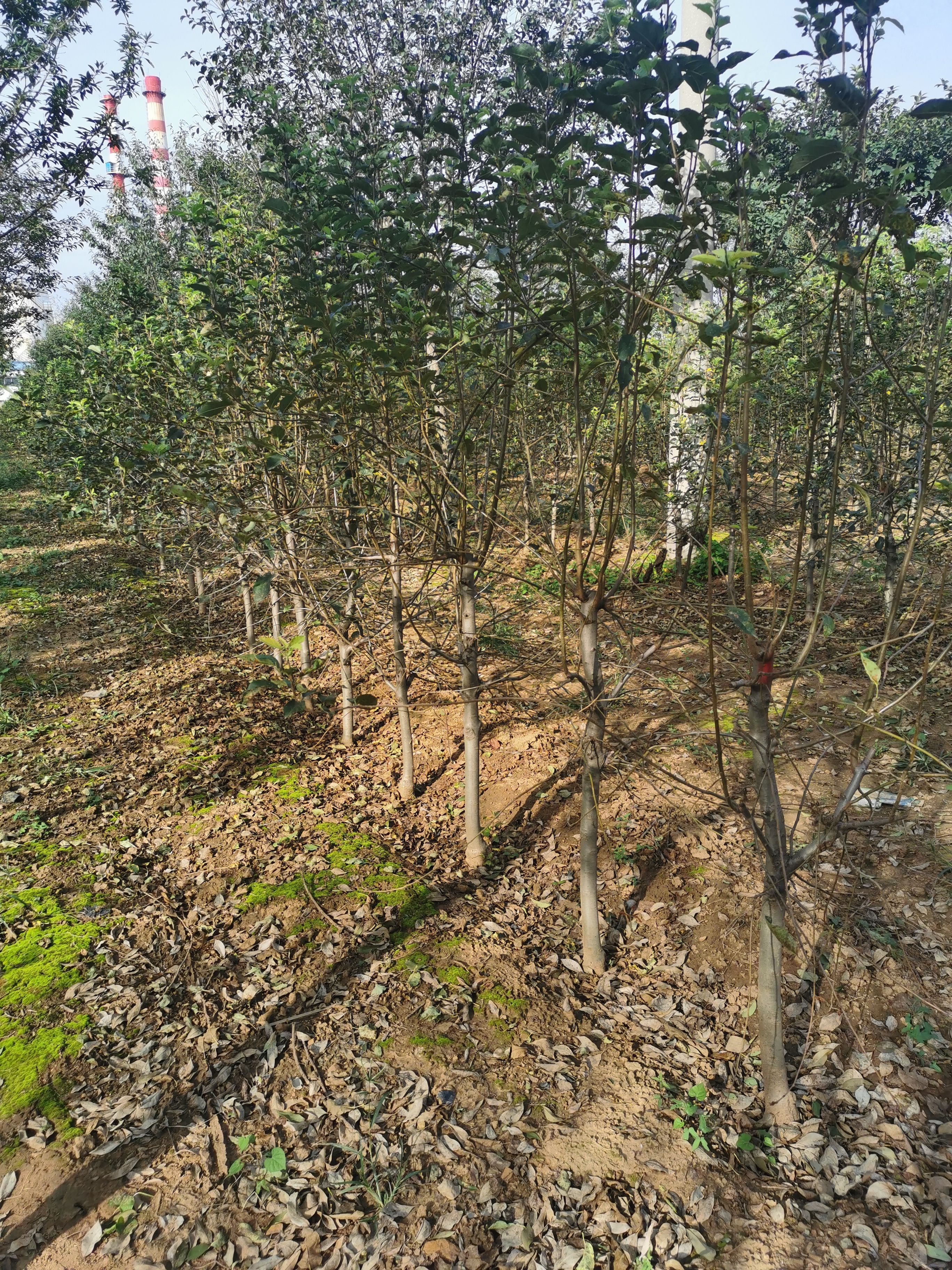 烟富3号苹果树苗 5-8公分苹果树