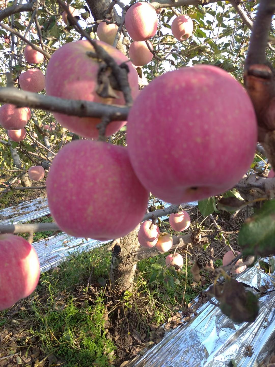  农产品加工服务（苹果、酥梨、桃、柿子、葡萄、石榴等本地优质）