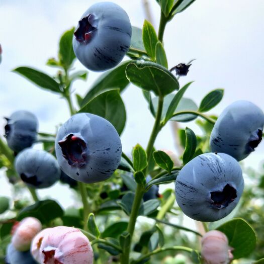 绿宝石蓝莓  云南抚仙湖露天蓝莓，新鲜采摘，个大味甜，基地直发。