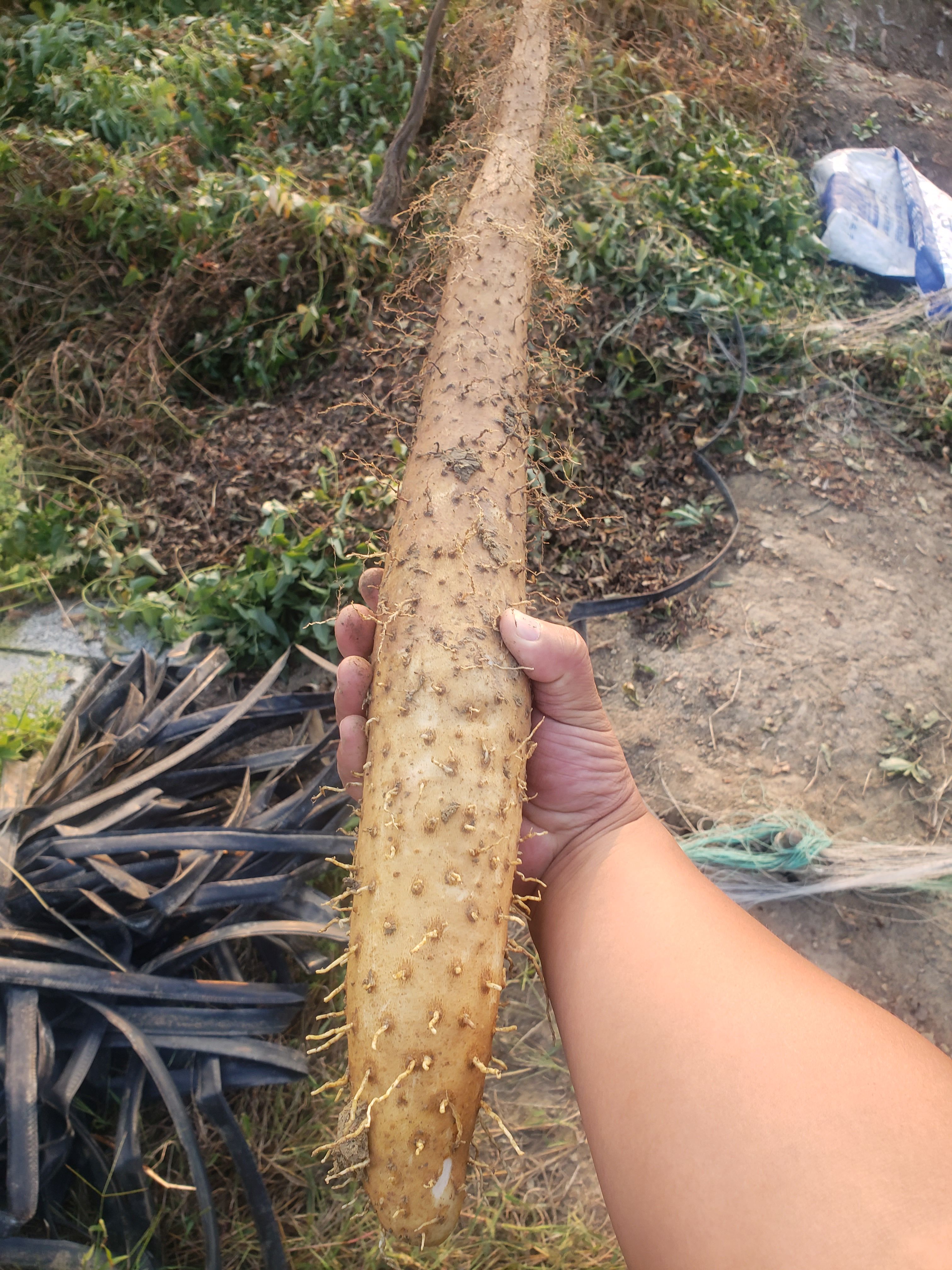 牛腿山药  平度白玉，产地直供，一手货源