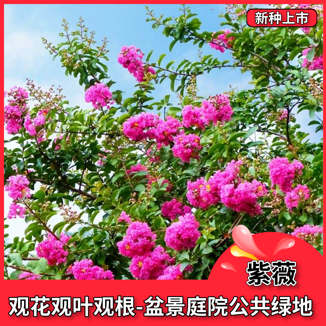 沭阳县紫薇种子 火箭紫薇花种子 多年生庭院植物盆栽四季播易种花卉种