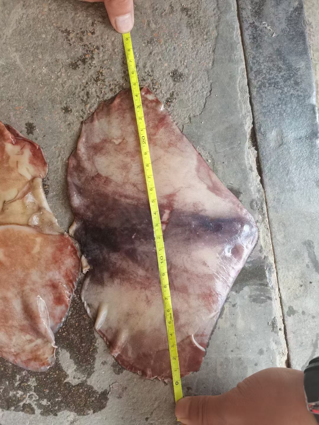 鱿鱼尾，赤道，秘鲁，大小都有，价格便宜
