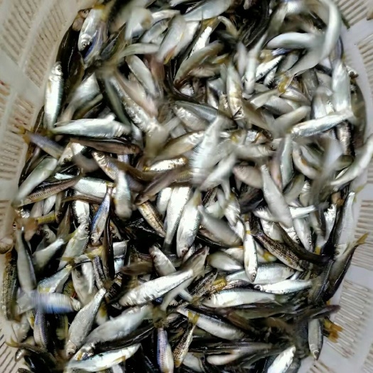 岳西县 溪水马口鱼
