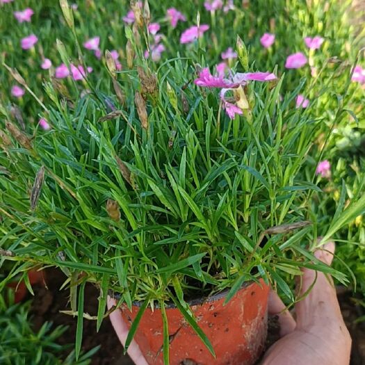 临朐县 花期最长欧石竹