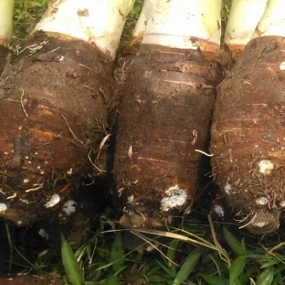 乐昌市韶关精品香芋，打包装车中，质量杠杠，颜色好看，颜值爆表！