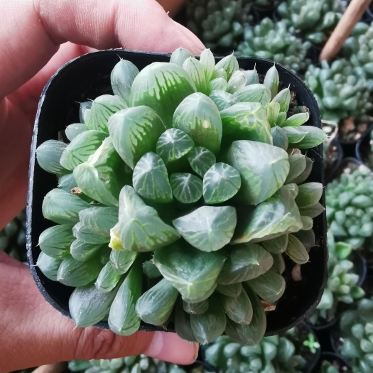 冰灯玉露  玉露宫灯玉露黑姬玉露雪花玉露冰川玉露植物基地直批