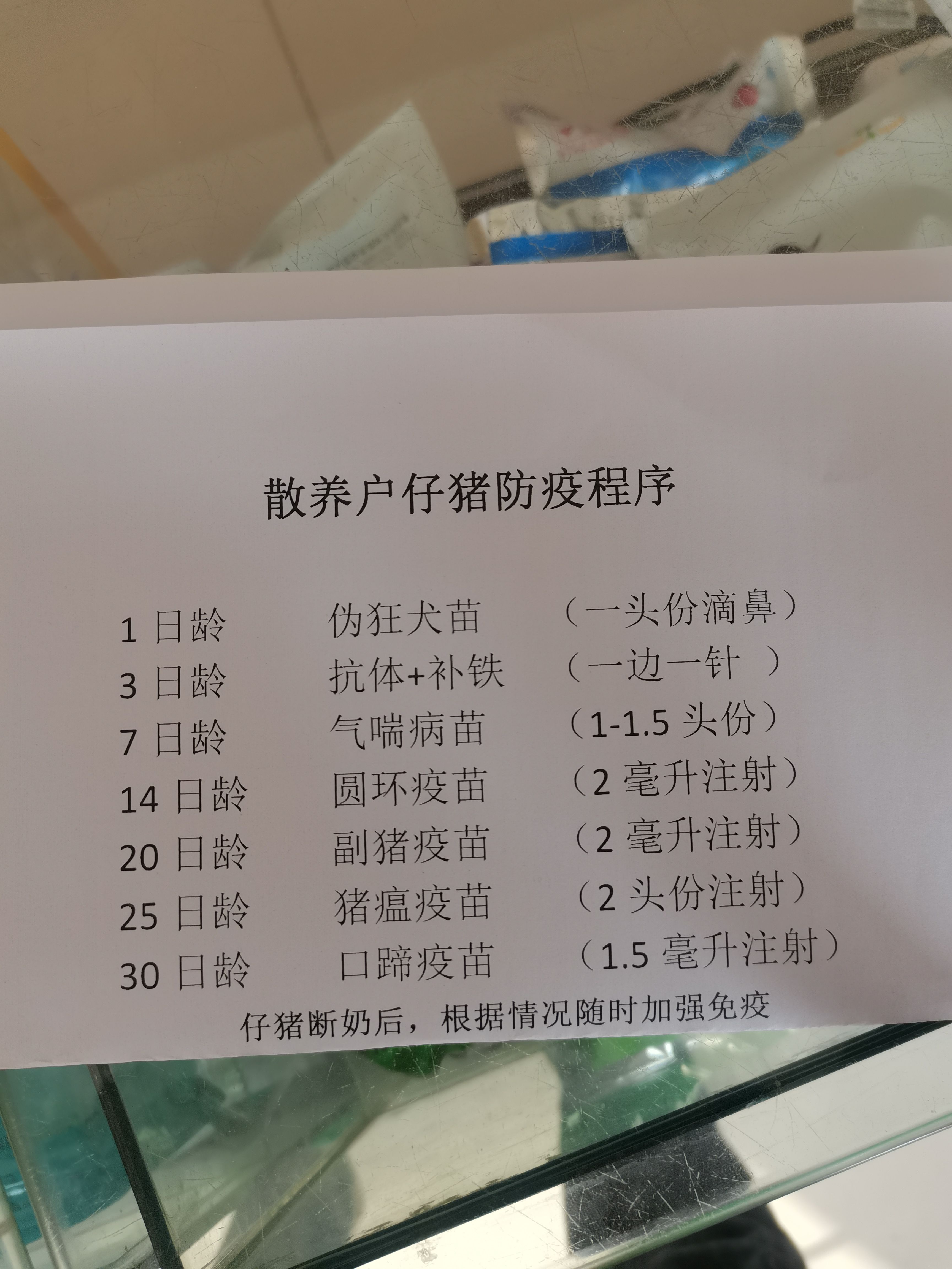 黑猪苗  瘦肉型育肥，可散养圈养。养年猪，杀年猪的选择。