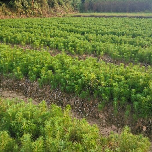 奉新县 马尾松苗，一年生马尾松小苗价格，产地直销