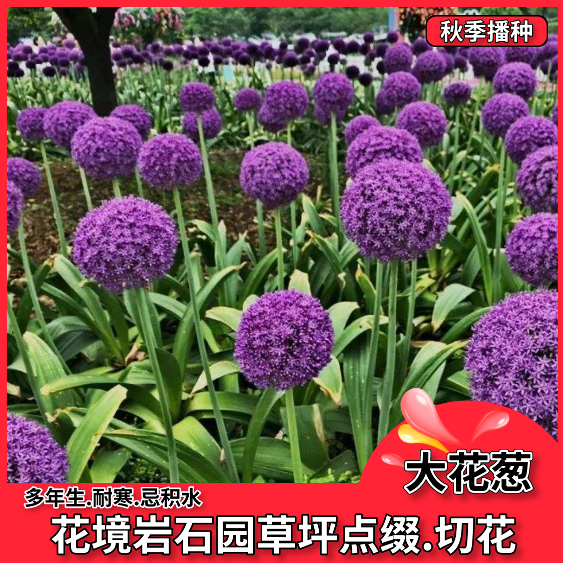 沭阳县大花葱种子种籽子葱花庭院花园绿植花葱盆栽植物子多年生花种包邮