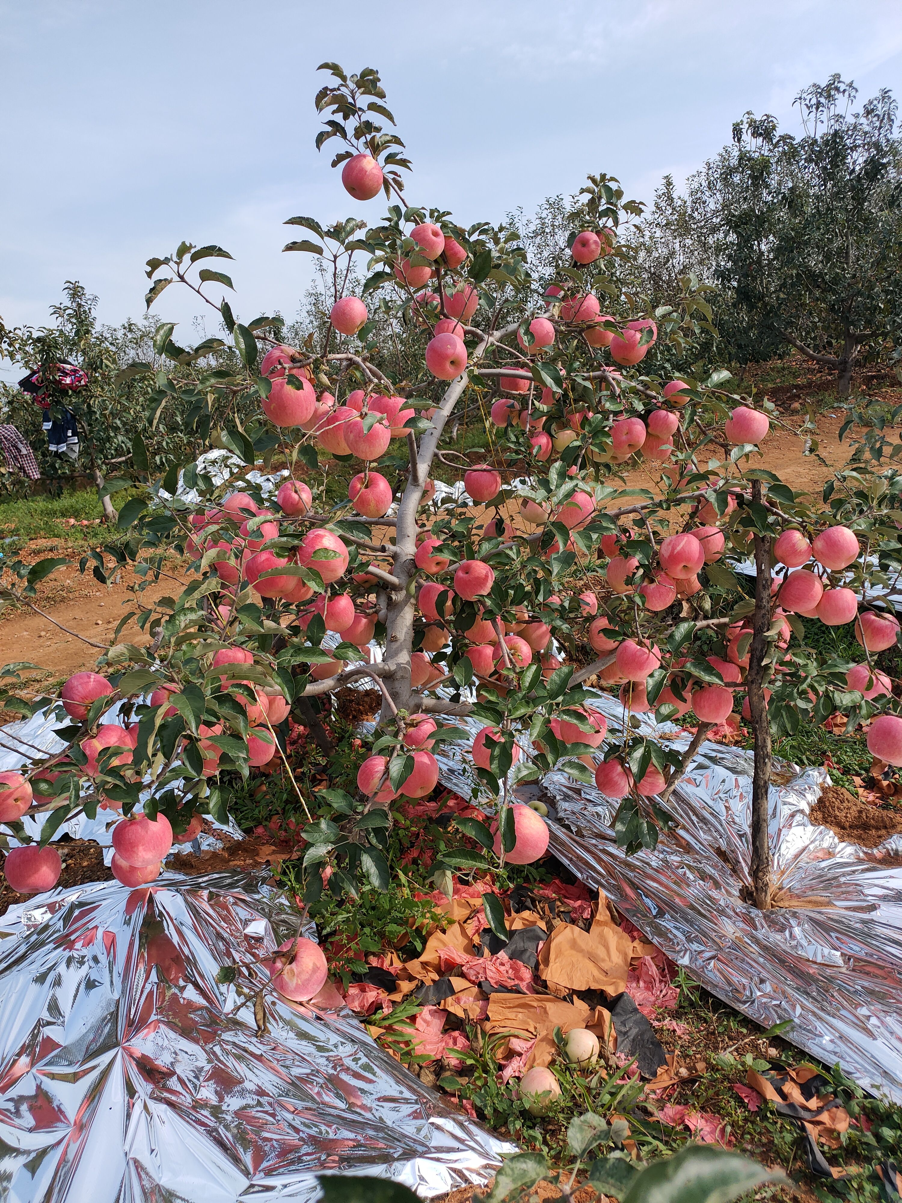 寒富苹果 绥中寒富大量上市热销中，颜色好，全红，卖相漂亮