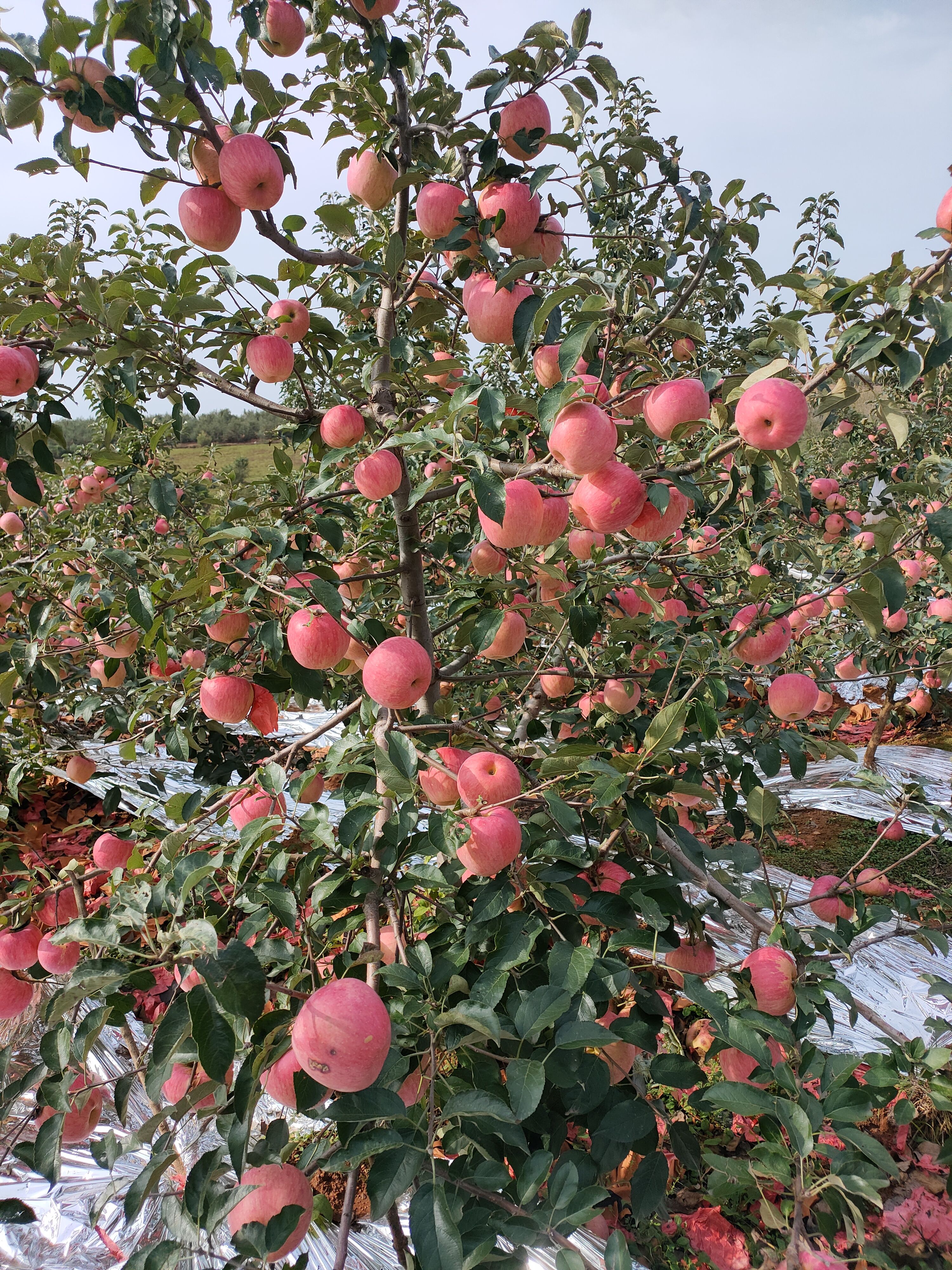 寒富苹果 绥中寒富大量上市热销中，颜色好，全红，卖相漂亮