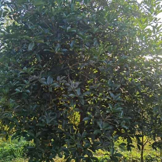 金桂 桂花树