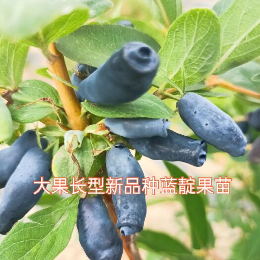 白山批发蓝靛果苗，双季皇蜜黄树莓苗，黑树莓苗，钙果苗，黑加仑苗