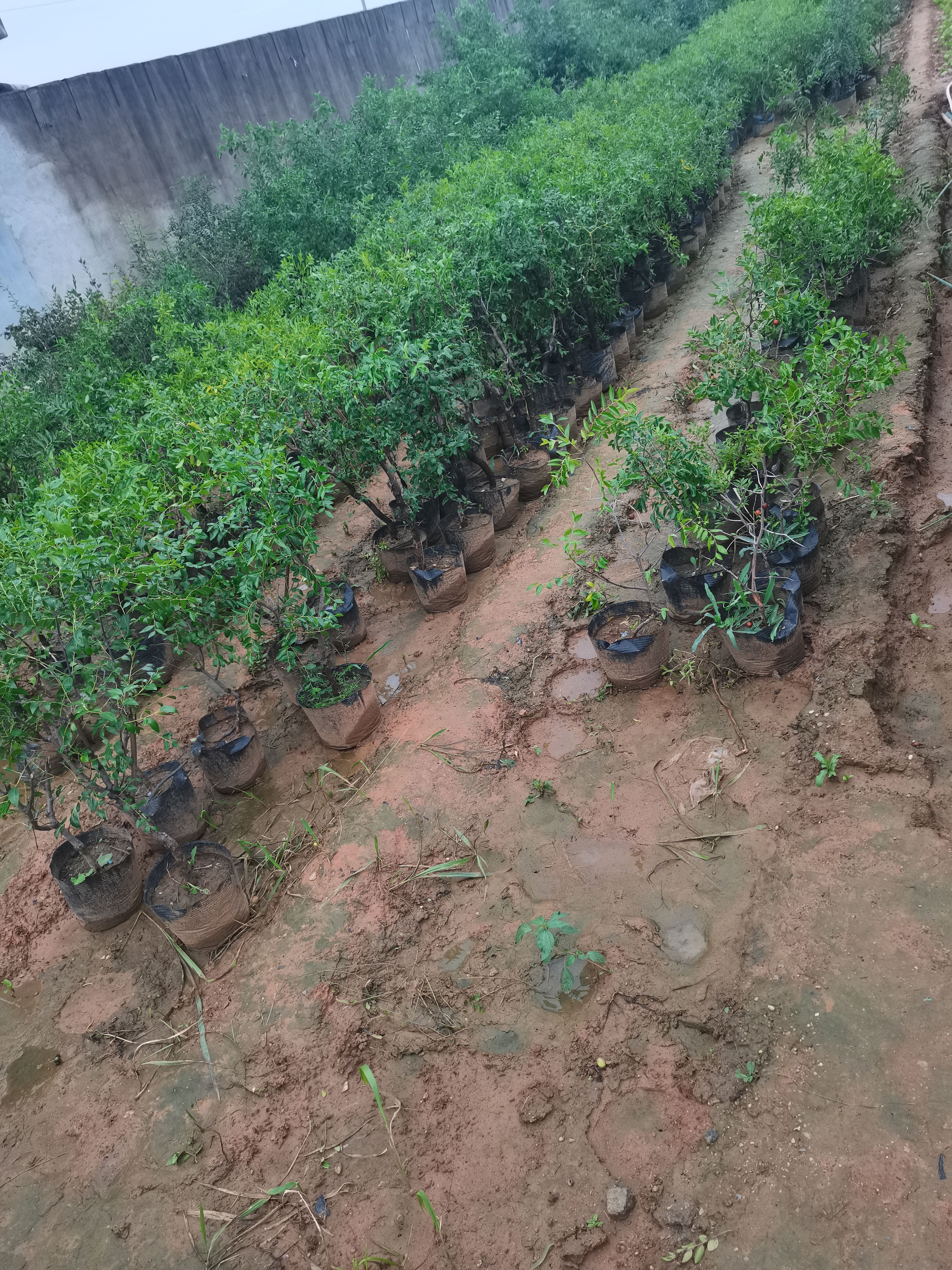 冬枣，潘枣 冰糖脆枣，葫芦枣树苗基地直销保证质量下单现挖发货