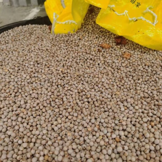 白沙县木豆叶 木豆