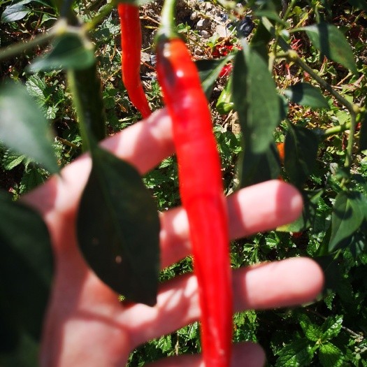 威信县线椒  赤水源，乌濛山