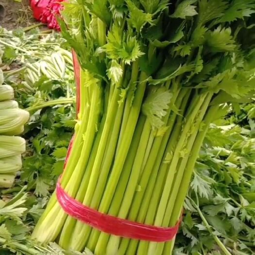 保定 精品芹菜