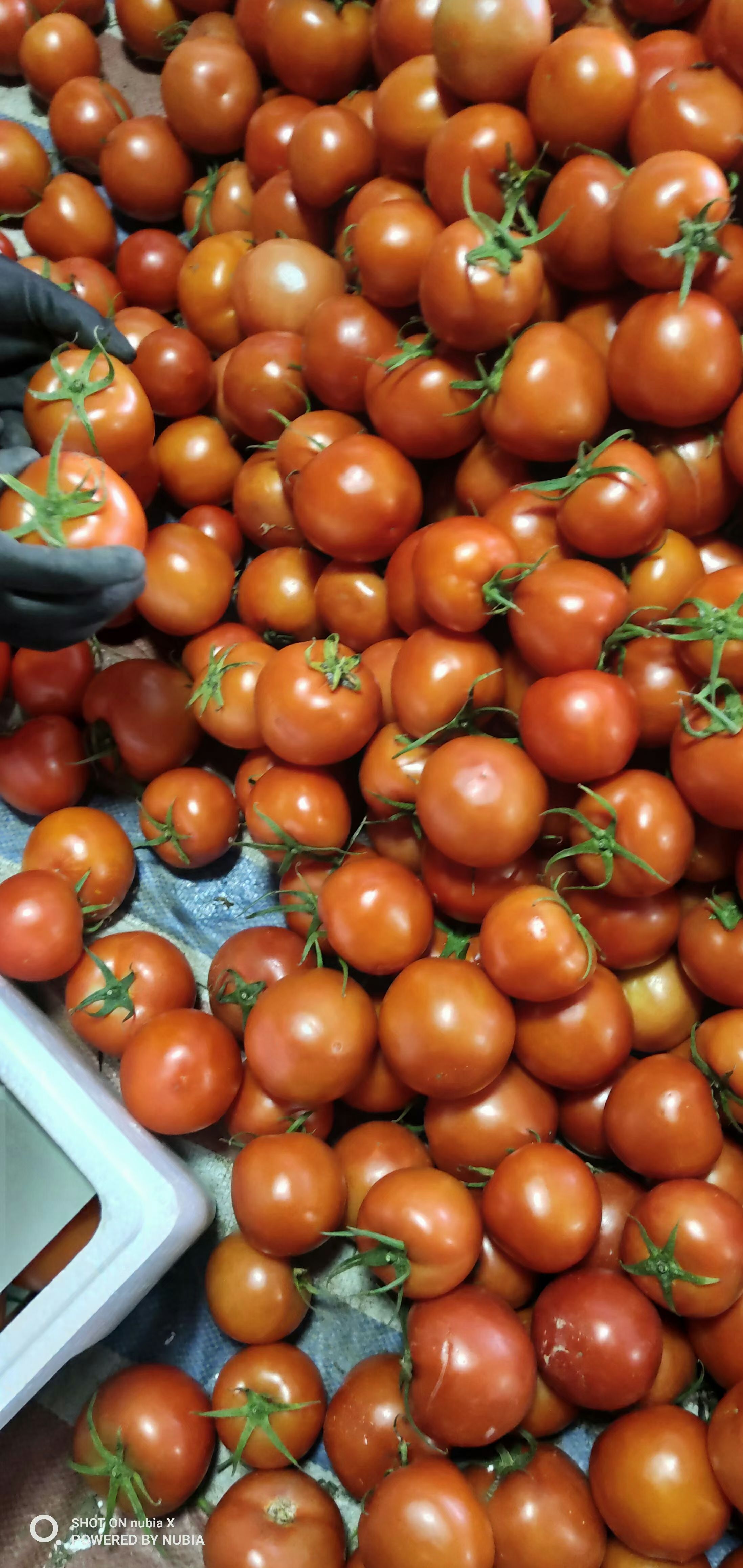 硬粉西红柿  山东大红西红柿供应之中