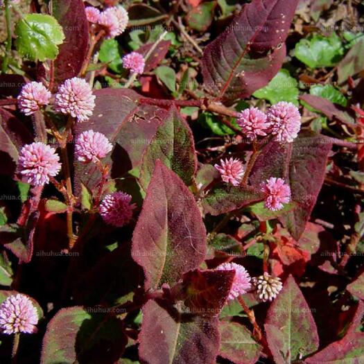 头花蓼（骨碎花、四季红） 纯中药材 贵州药