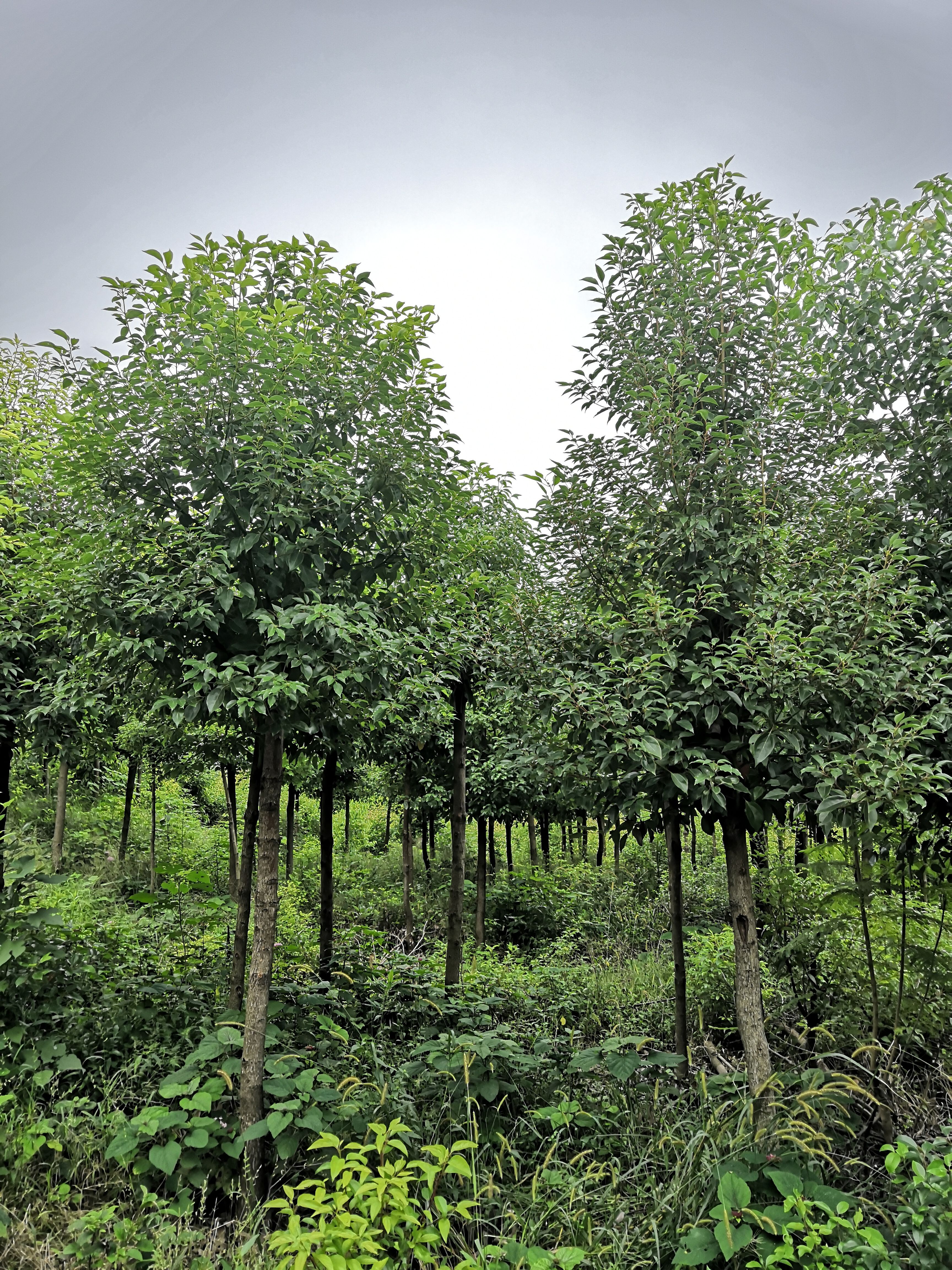 小叶樟  小叶香樟。