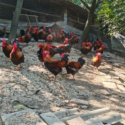 仁寿县土鸡  散养肉质鲜美的黄脚老鸡