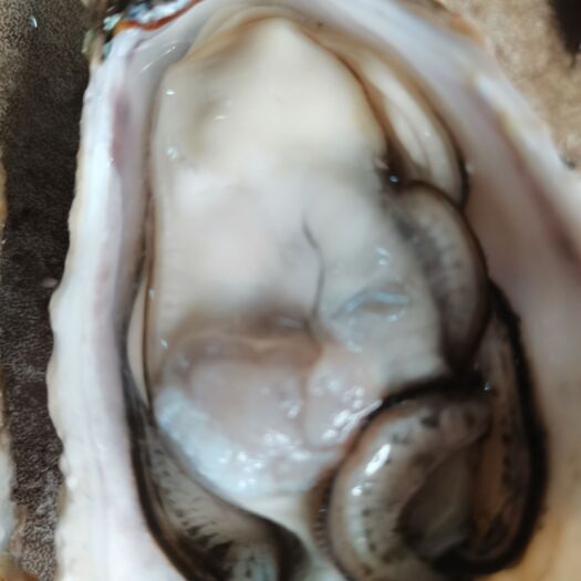 佛山净化蚝  乳山豆豆蚝小小蚝地摊烧烤生蚝高压锅小肥蚝乳山大豆蚝