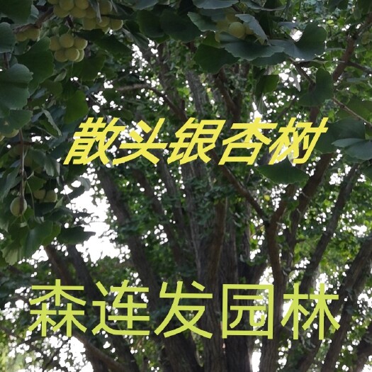 郯城县银杏散头树精品嫁接银杏树
