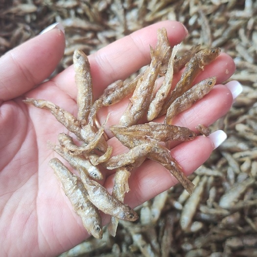 长沙 麦穗鱼油炸活鱼嫰子