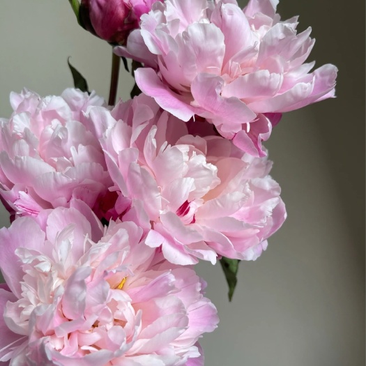 菏泽多花芍药  切花芍药，粉凌红花，山东菏泽大芍药，花期杆可达1.5米。