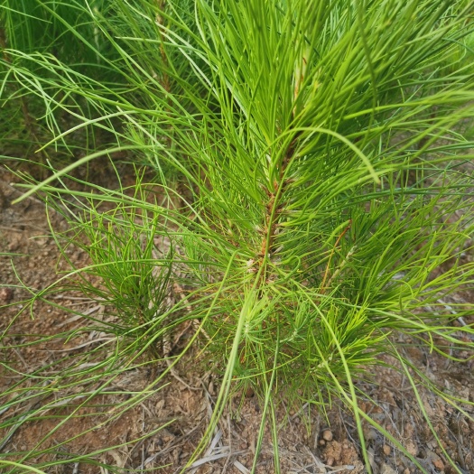 湿地松树苗 湿地松小苗哪里最多，产地一年湿地松小苗价格，产地供应