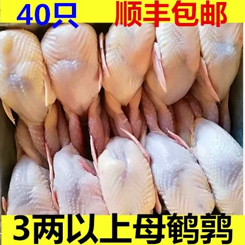 临沭县40只大鹌鹑 现杀鹌鹑放血去内脏 活体新鲜白条鹌鹑肉乳鸽烧烤