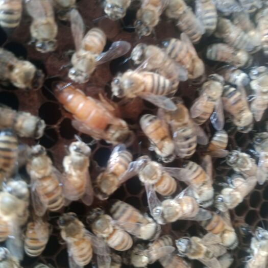 天门市意大利蜜蜂 蜜蜂