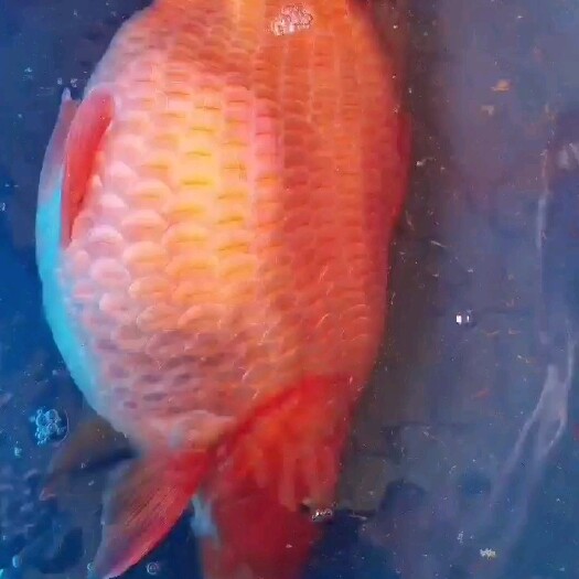 东营红鲤鱼  今天换完水，精品荷包里起行颜色堪称好