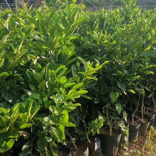 荔浦市泰国青柚苗  自家种植嫁接正宗泰国红宝石青柚杯苗地苗有大量现货出售
