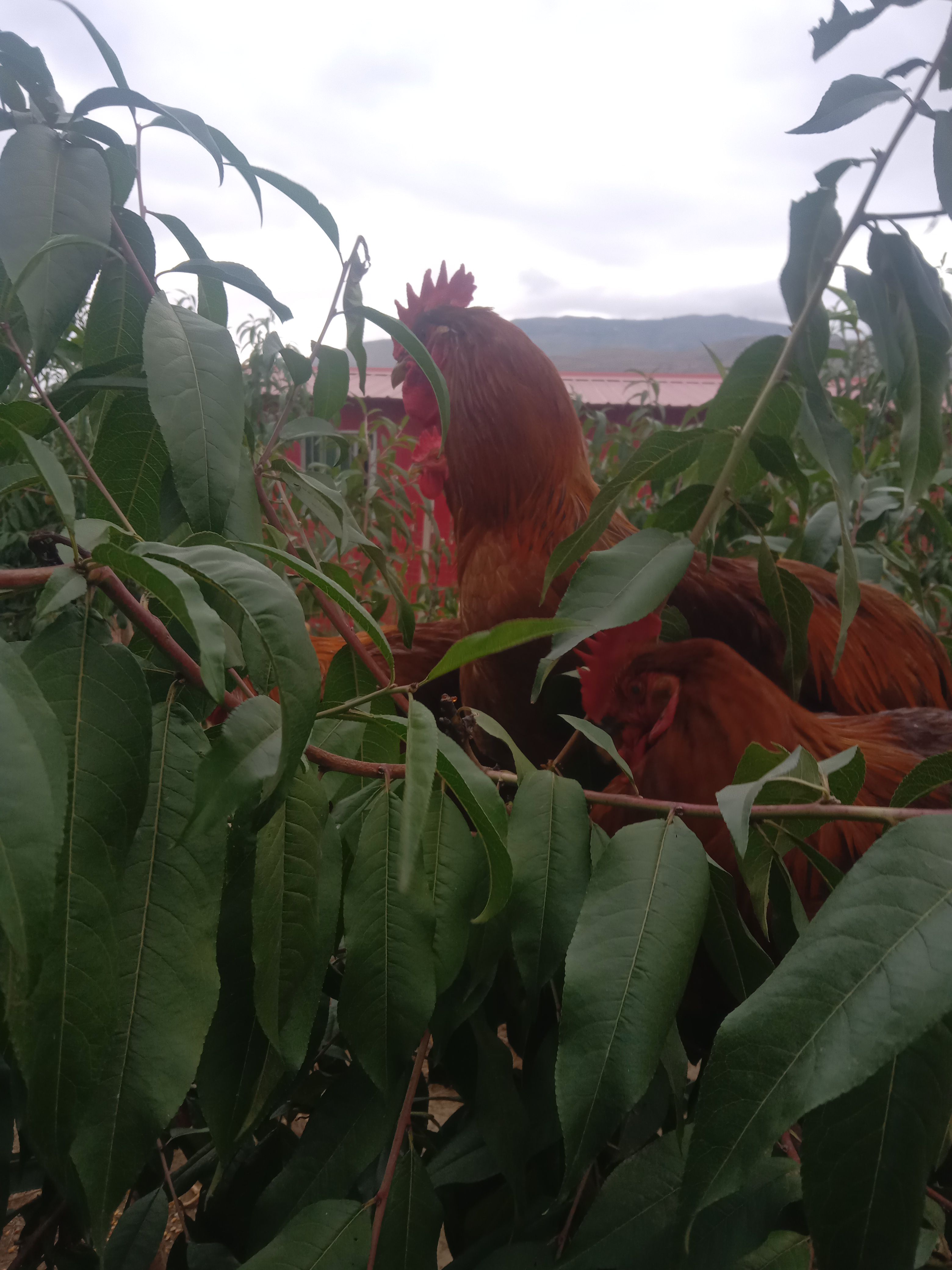 土鸡 纯粮喂养，280天以上的跑步鸡，货真价实，假一赔十。