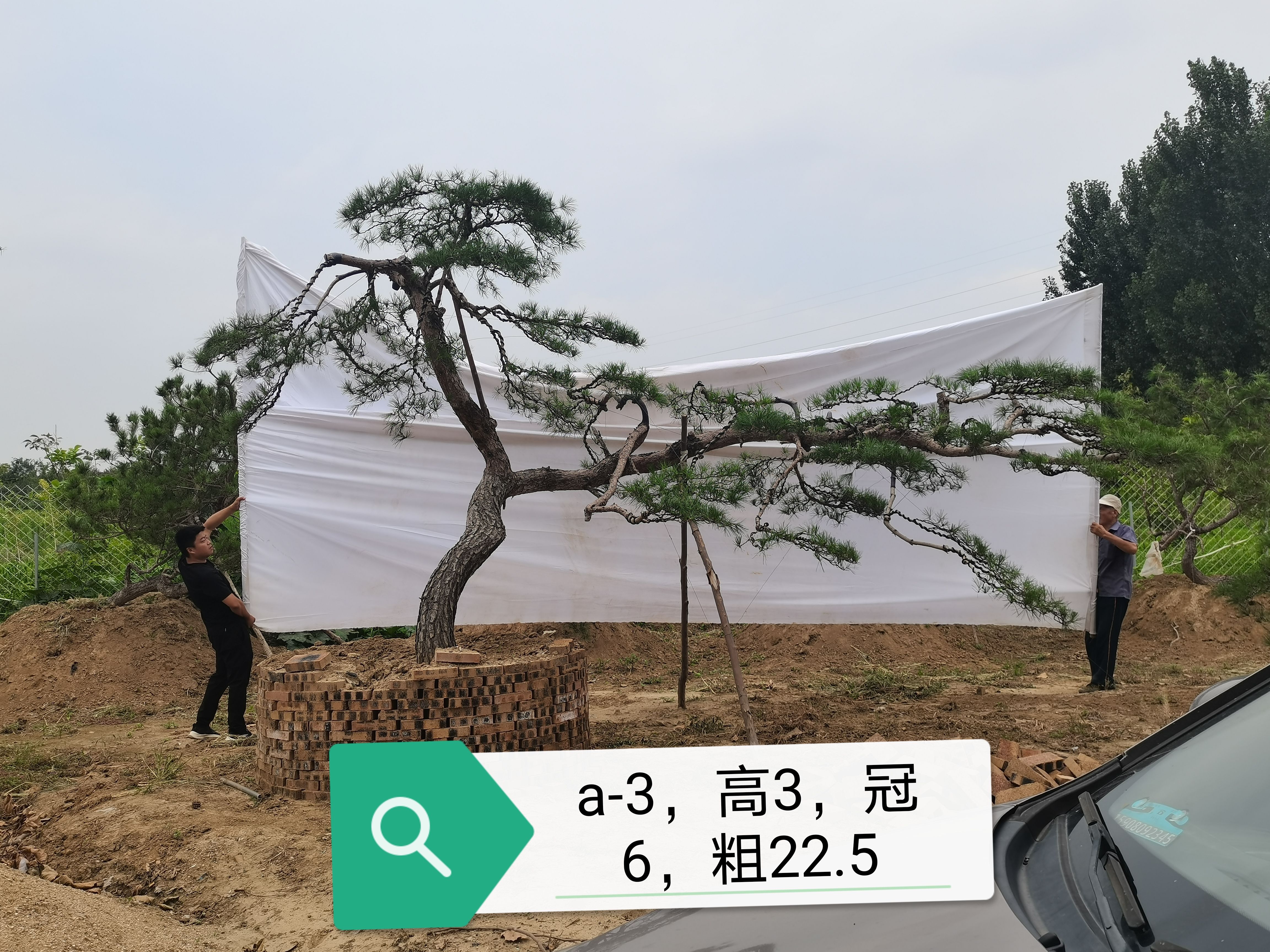 造型松树 造型松