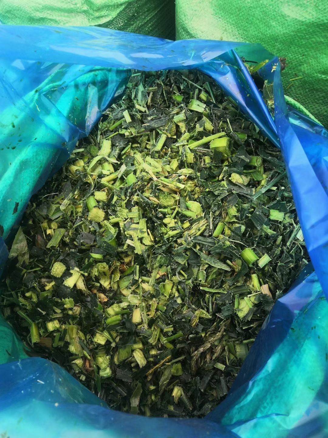  甜玉米秸秆青储料