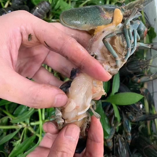 澳洲龙虾