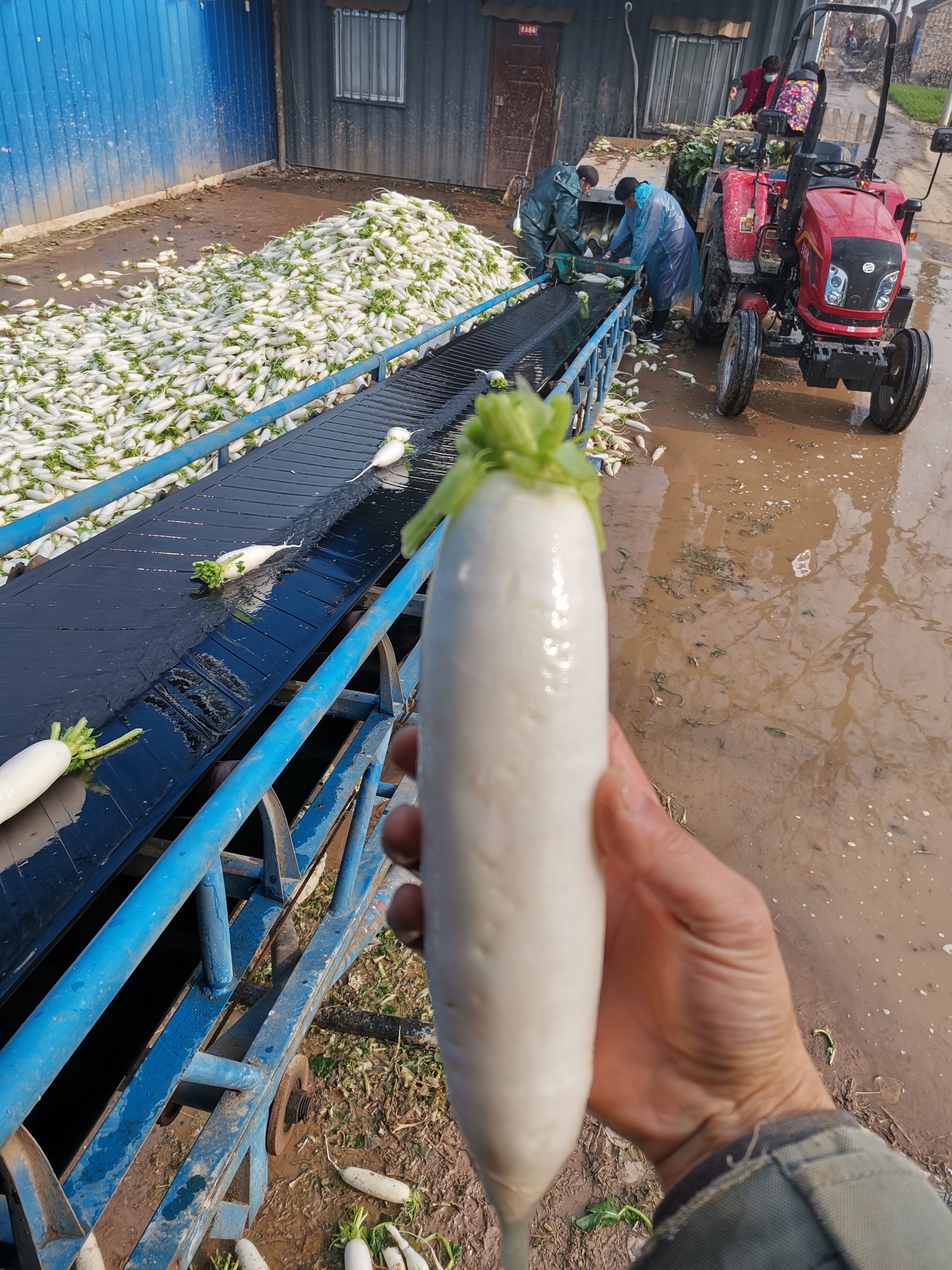 白萝卜加工厂萝卜 精品白萝卜大量上市基地供应