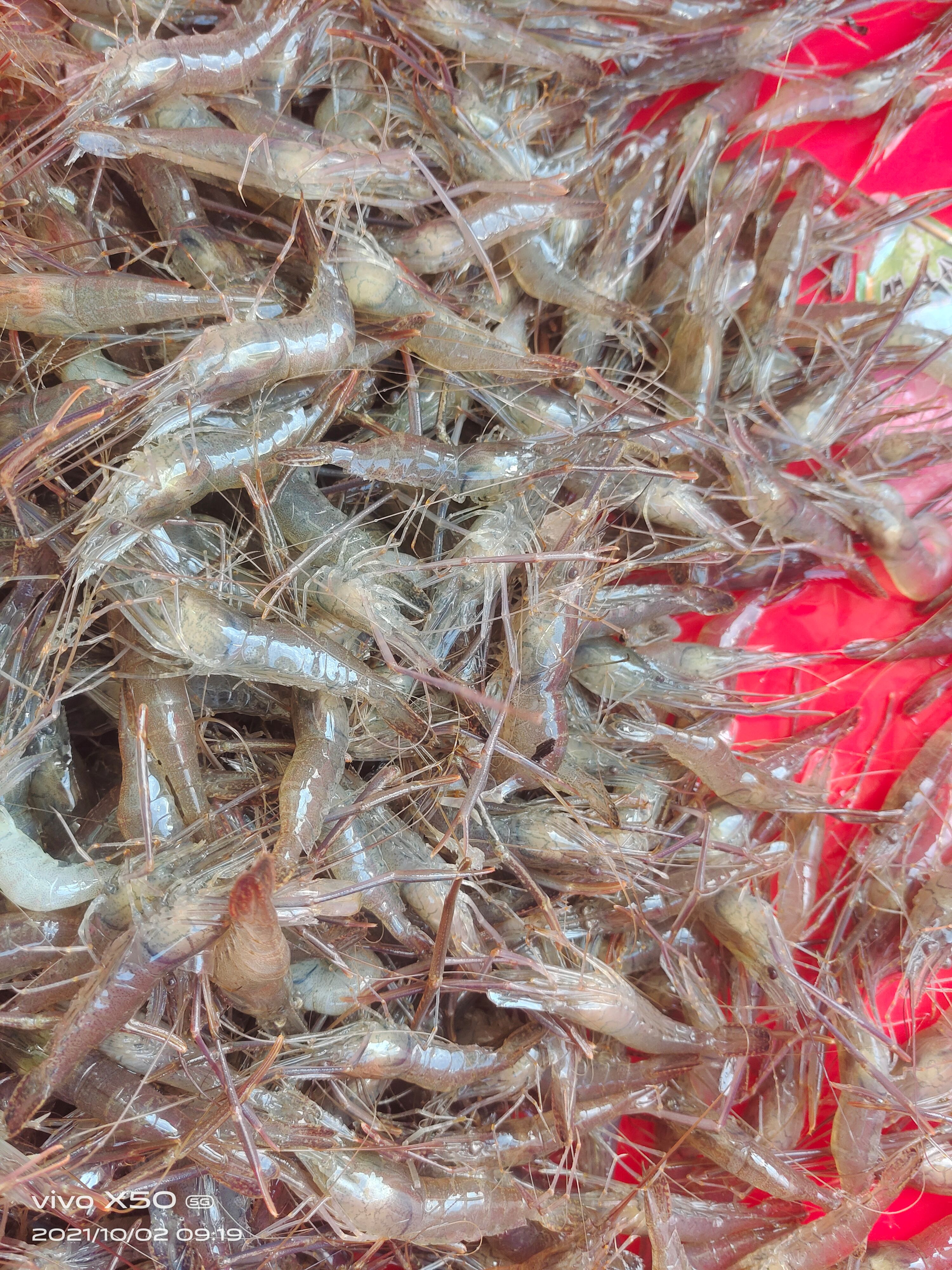 潛江市米蝦  草蝦