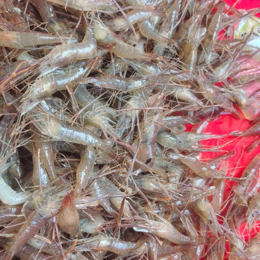 潜江市米虾  草虾