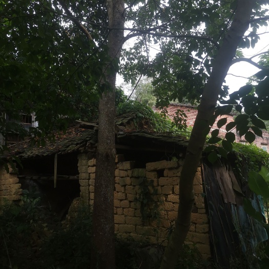 平南县红果冬青 大量供秋枫，黄花风铃，冬青，凤凰树，蓝花楹