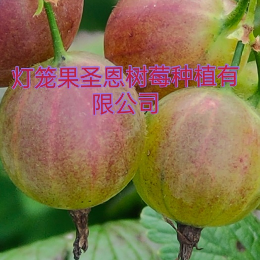 白山灯笼果苗，批发灯笼果苗，当年栽苗当年挂果产量高囗感好。