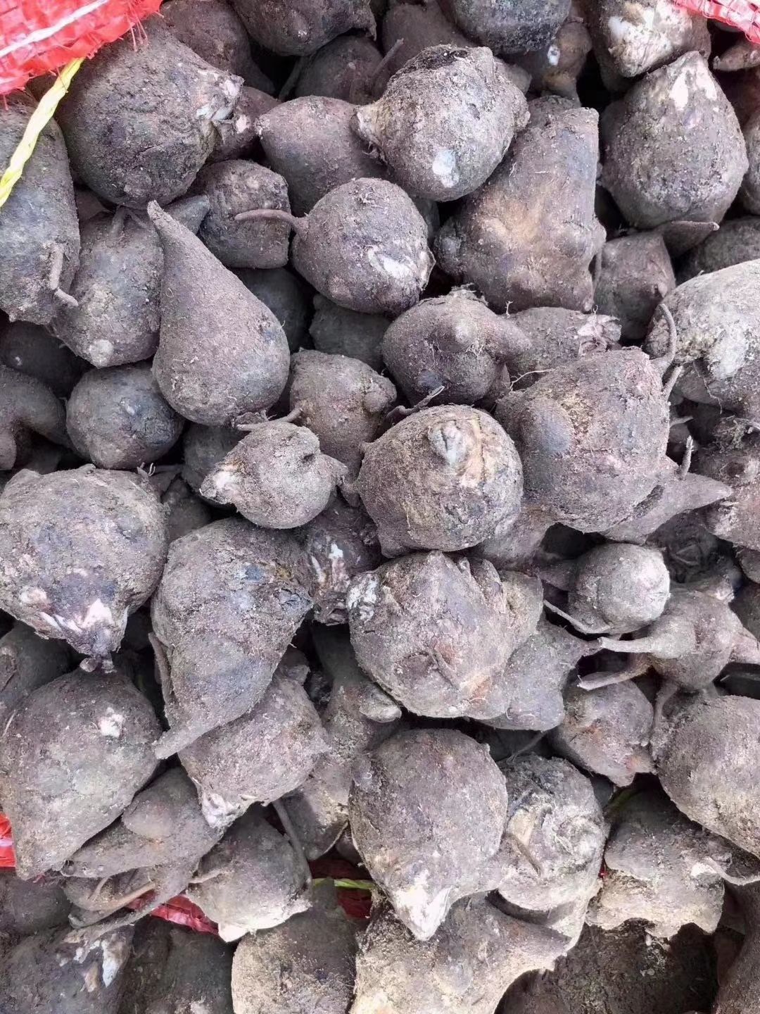 川芎 付子，成品及种子